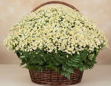 Цветочная композиция из Ромашки в корзине #REPLACE_PRED# Северо-Енисейский